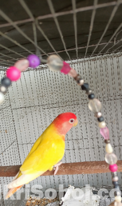 Love Bird
